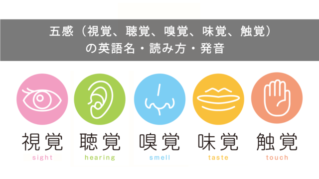 五感（視覚、聴覚、嗅覚、味覚、触覚）の英語名・読み方・発音一覧（発音記号・音声付き）